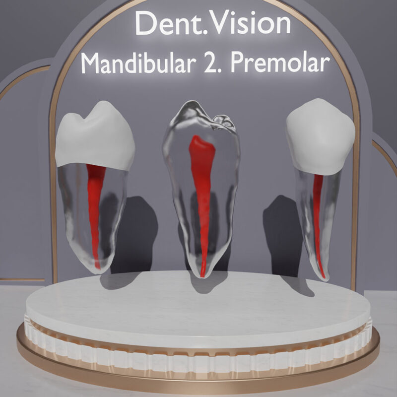 Dent.Vision Fuji Endo Endodontik Çene Uyumlu Kanallı Diş Modelleri Mandibular 2. Premolar 35 No