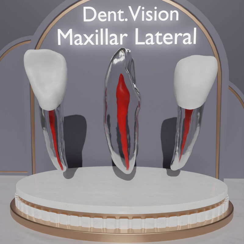 Dent.Vision Fuji Endo Endodontik Çene Uyumlu Kanallı Diş Modelleri Maxillar Lateral 22 No