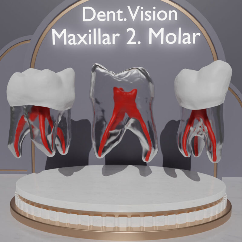 Dent.Vision Fuji Endo Endodontik Çene Uyumlu Kanallı Diş Modelleri Maxillar 2. Molar 27 No